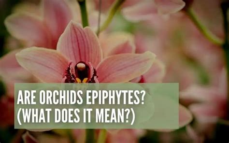 Are Orchids Epiphytes?