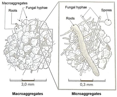 Fungal hyphae and roots as factors that contribute to the formation and ...