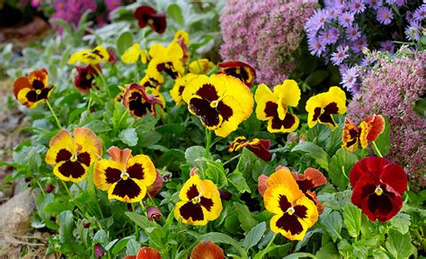 How to Grow Pansies | Garden Gate