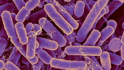 The bacteria in your gut may reveal your true age | Science | AAAS