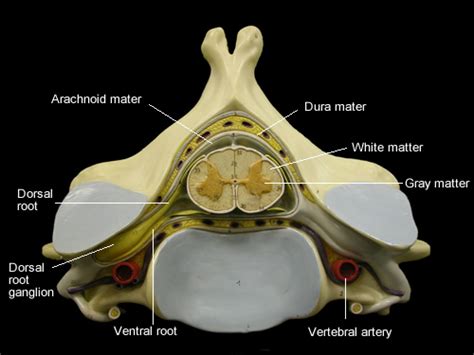 Spinal Cord Cross-Section