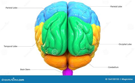 Brain Lobes In Different Colors On White Background Royalty-Free Stock ...