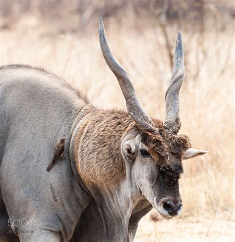 Pin on Antler/Horns