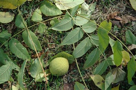 Gardening under a black walnut tree | Cape Gazette