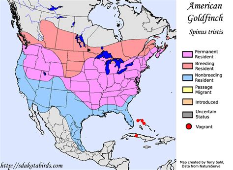 American Goldfinch - Species Range Map