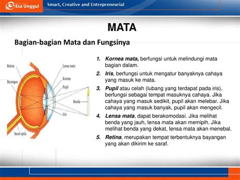 Gambar Bagian Mata Dan Fungsinya – Brain