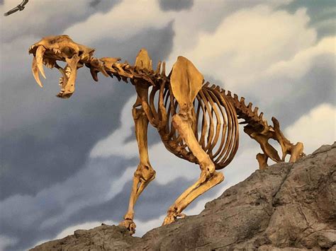 Friday Catblogging: A Saber-Toothed Cat | FREE WHITEWATER