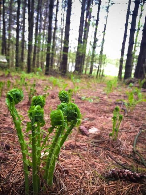 Foraging Edible Plants - A Beginner's Guide to Foraging with Confidence