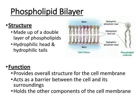 Phospholipid Bilayer Structure