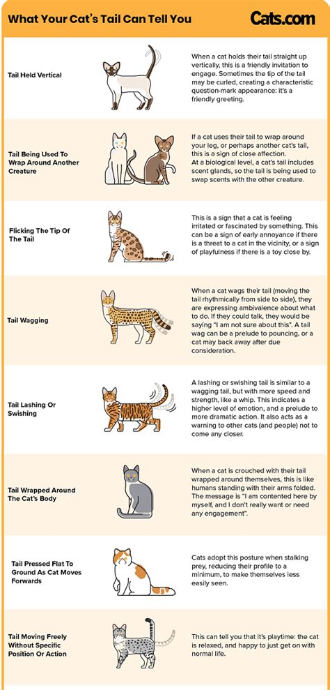 The Ultimate Guide to Cat Tail Language and Its Meanings - Cats.com