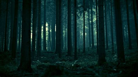 Dark Forest Wallpaper 1920x1080