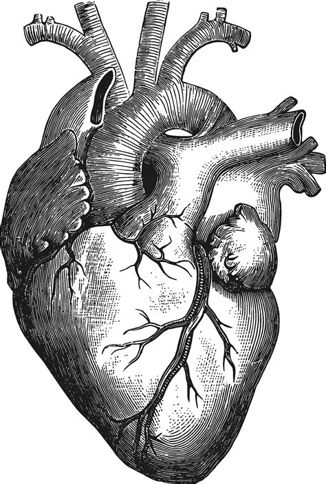 Heart Anatomy Sketch at PaintingValley.com | Explore collection of ...