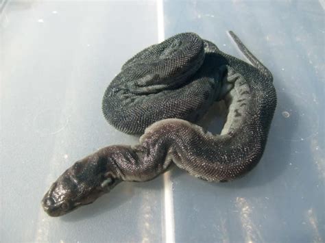 11 Really Weird Snakes | Mental Floss