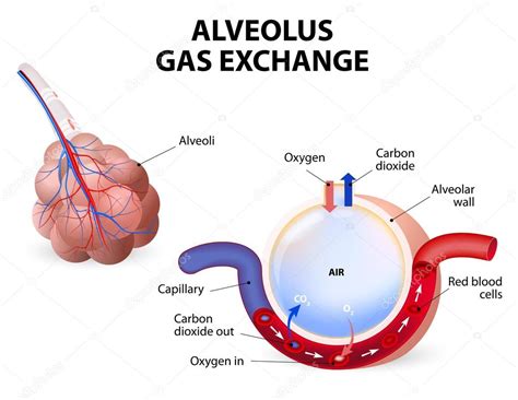 Alveolus. gas exchange — Stock Vector © edesignua #60771615