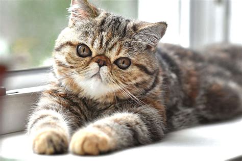 Exotic Shorthair Cat Breed Information & Characteristics