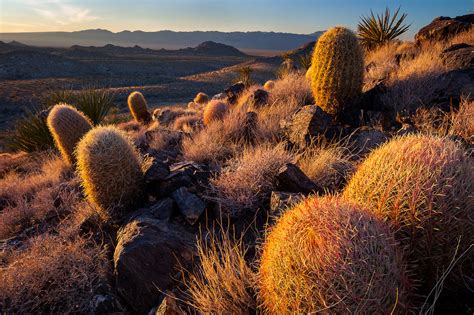 Desert Stuff — Glowing barrel cacti, Mojave National Preserve,...