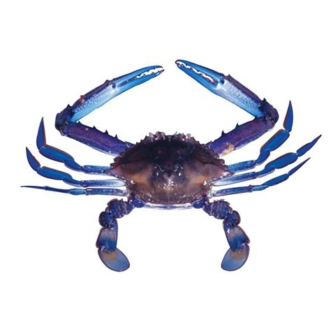 Blue Swimming Crab – Delmon Fish