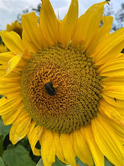 Sunflower Seeds For a Bee-Friendly Garden | Ireland