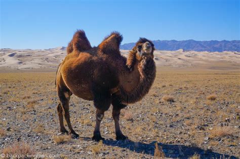 bactrian-camel-gobi-desert-mongolia - Backpackingman