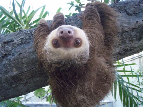 File:Two toed sloth.JPG - Wikipedia