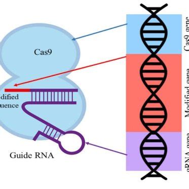 Components of a CRISPR/Cas9 based gene drive | Download Scientific Diagram