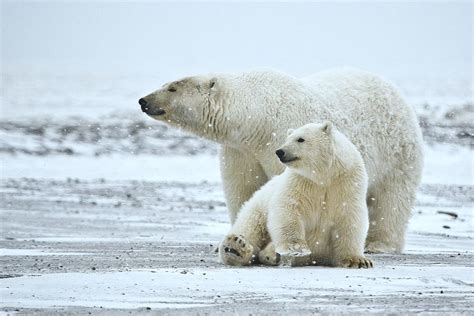 Drilling in Arctic National Wildlife Refuge Is One Step Closer to Reality