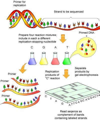 1: The process of Sanger sequencing | Download Scientific Diagram