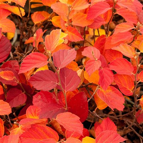 Dwarf Fothergilla | NWA Plants Inc