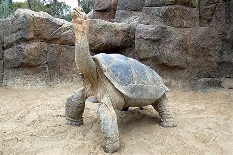 Galapagos Tortoise Facts and Pictures | Reptile Fact