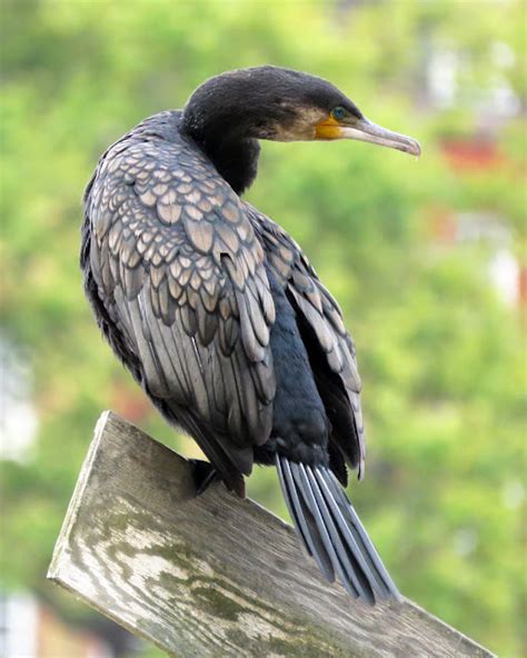 Daily Photo Stream: Cormorant