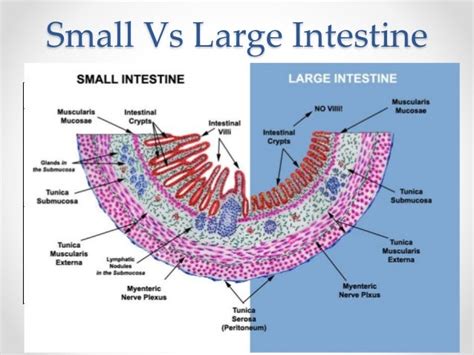 Histology of gastrointestinal tract