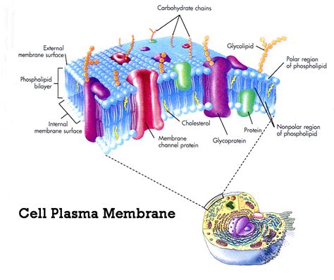 plasma membrane cell function pic 2 : Biological Science Picture ...