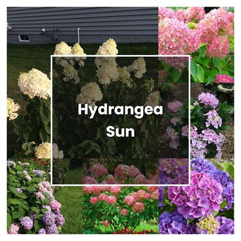 How to Grow Hydrangea Sun - Plant Care & Tips | NorwichGardener