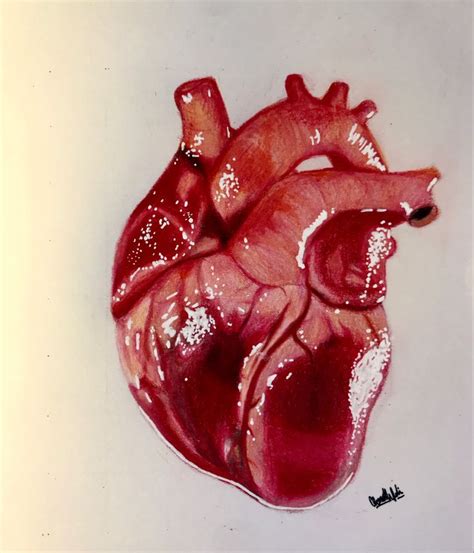 a drawing of a human heart in red and white paint on a white paper ...