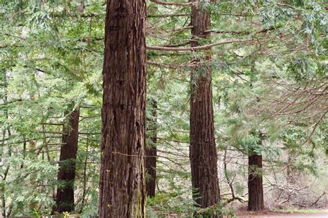 Picnic at Reinhardt Redwood Regional Park - Lonely Hiker