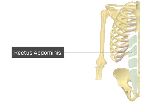 Rectus abdominis: anatomy and function | GetBodySmart