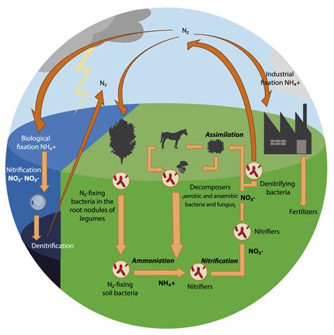 Energy Flow and Nutrient Cycles | Biological Principles