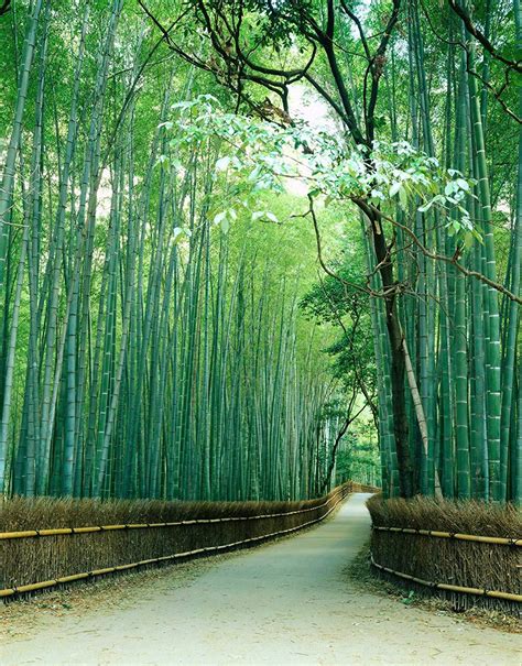 Sagano Bamboo Forest Wallpapers - Wallpaper Cave