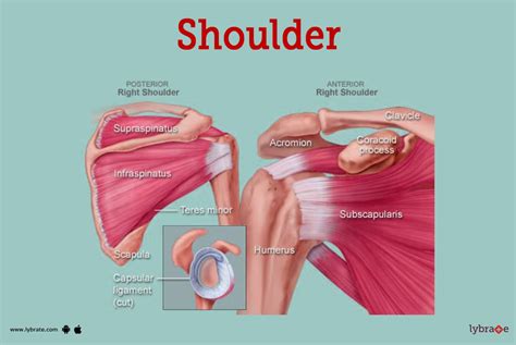 Shoulder Anatomy