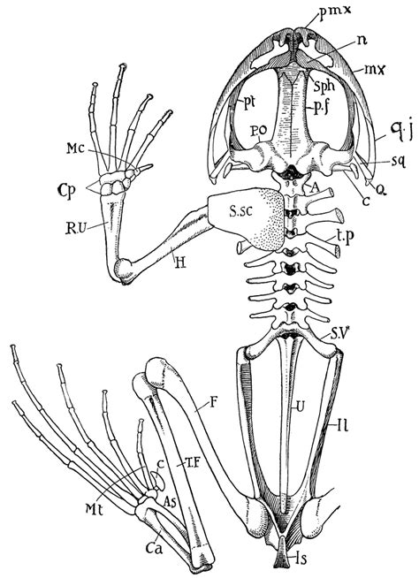 Frog Skeleton | ClipArt ETC