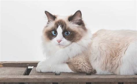 Himalayan Ragdoll Cat Mix Breed (Ragdoll Himalayan Mix Personality)