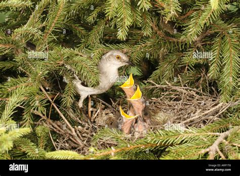 Northern Mockingbird Feeding Nestlings in Spruce Tree Stock Photo - Alamy