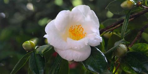 Cold Hardy Camellias Zone 5 - GFL Outdoors