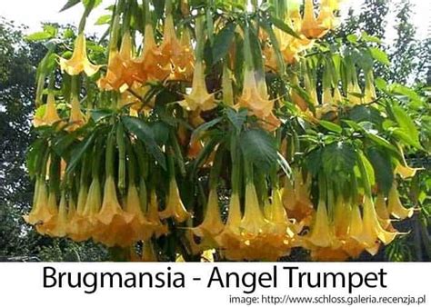 Angel Trumpet Plant Care - Plant Ideas