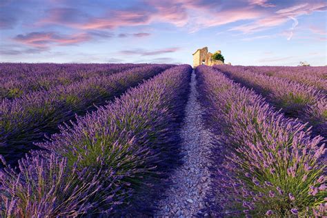 10 Best Places to See Lavender Fields in France - What are France's ...