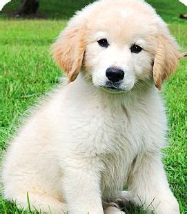 Golden Retriever Puppies For Adoption : 15 Questions To Ask First