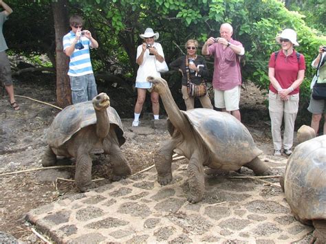 Galapagos Tortoise Facts, Habitat, Diet, Life Span, Pictures