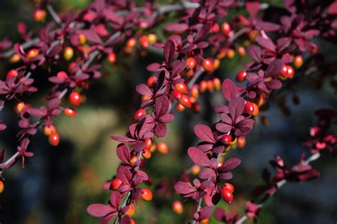 How to Grow and Care for Japanese Barberry