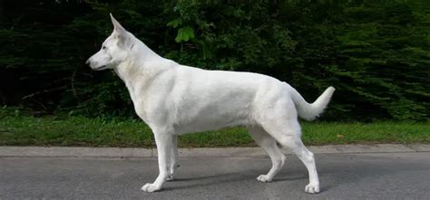 American White Shepherd - Pet Your Dog