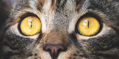 Caring for your cat’s eyes | International Cat Care